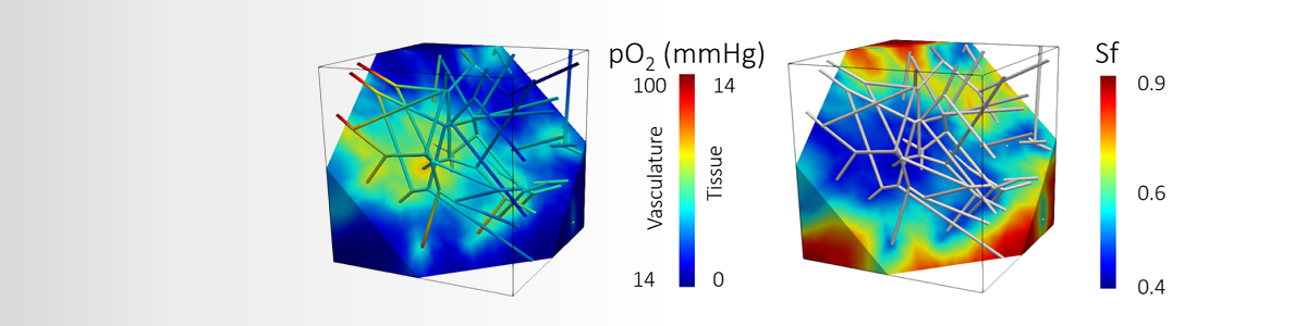 Numerical simulation of microcirculation<br>and tissue microenvironment